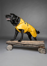 Laden Sie das Bild in den Galerie-Viewer, Kostenloser Beratungstermin Hundezubehör