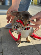 Laden Sie das Bild in den Galerie-Viewer, Kostenlose Maulkorb Beratung und Anpassung / Allmersbach im Tal