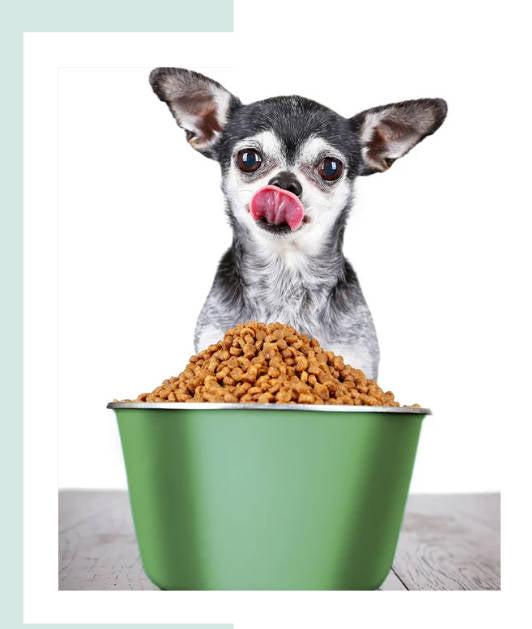 Kostenloser Beratungstermin Hundefutter & Leckerlies / Allmersbach im Tal