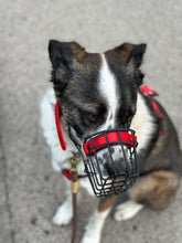 Laden Sie das Bild in den Galerie-Viewer, Kostenlose Maulkorb Beratung und Anpassung / Allmersbach im Tal
