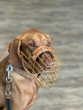 Laden Sie das Bild in den Galerie-Viewer, Kostenlose Maulkorb Beratung und Anpassung / Allmersbach im Tal
